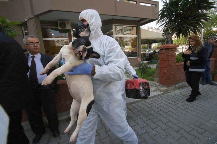 Apartman dairesinden 47 kedi, 6 köpek ve 1 kaplumbağa çıktı  G1