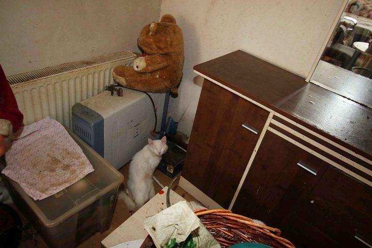 Apartman dairesinden 47 kedi, 6 köpek ve 1 kaplumbağa çıktı  G4