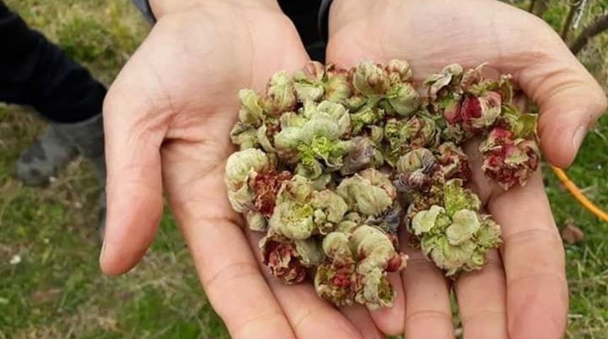 Fındıkta ‘kozalak akarı’ zararlısına karşı üreticiler bilgilendiriliyor