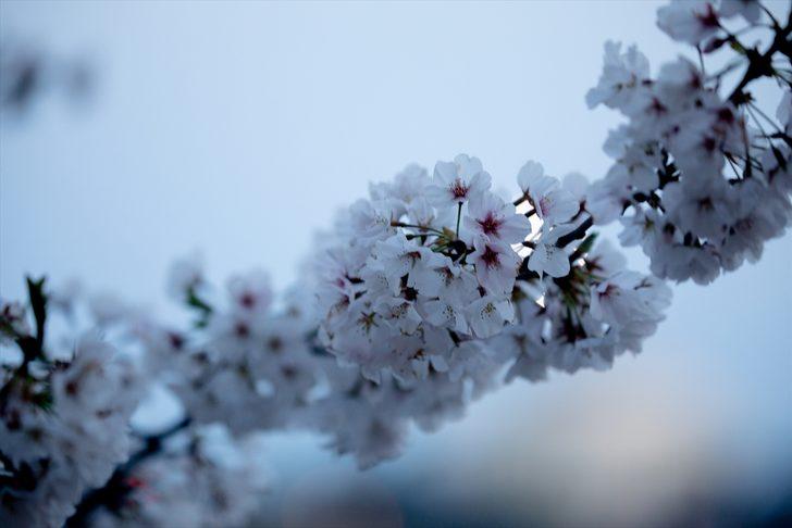 'Kardeş şehir'in hediyeleri çiçek açtı  G1