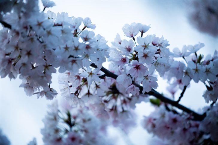 'Kardeş şehir'in hediyeleri çiçek açtı  G3