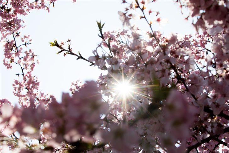 'Kardeş şehir'in hediyeleri çiçek açtı  G5