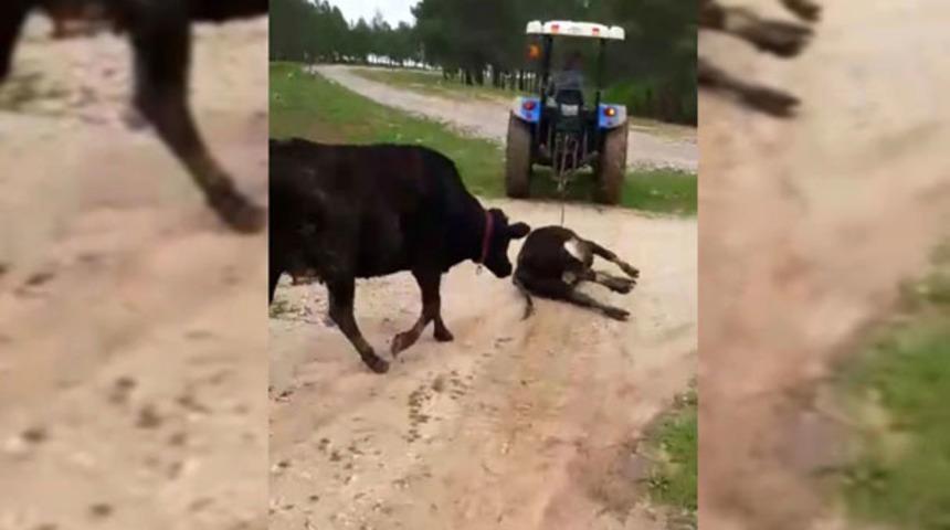 Şanlıurfa'da yavrusu &ouml;len ineğin g&ouml;r&uuml;nt&uuml;s&uuml; duygulandırdı!