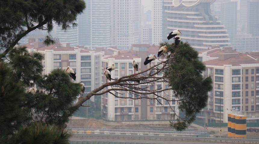 İlkbaharın habercisi leylekler İstanbul'da