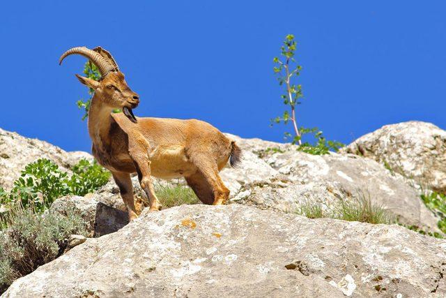 Muğla genelinde 3 bin 43 yaban keçisi yaşıyor