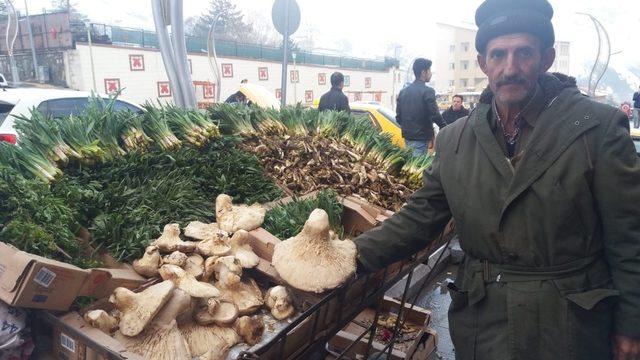 Hakkari’de yılın ilk mantarı piyasaya çıktı