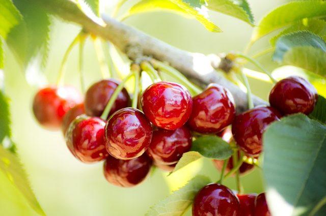 T&uuml;rkiye 52 &uuml;lkeye kiraz ihra&ccedil; etti 2