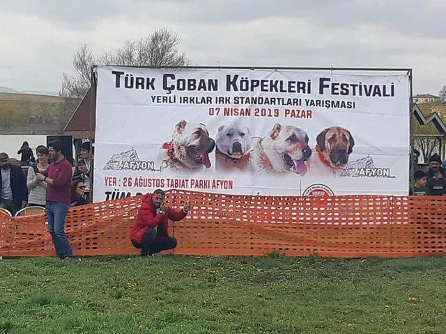 Türk Çoban Köpeği Festivali’nde köpekler yarıştı