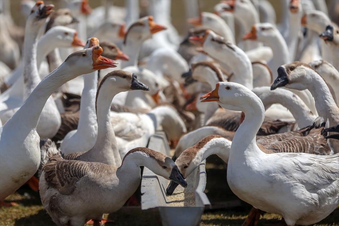 İthal yumurtalarla kaz yetiştirip ihra&ccedil; ediyorlar 