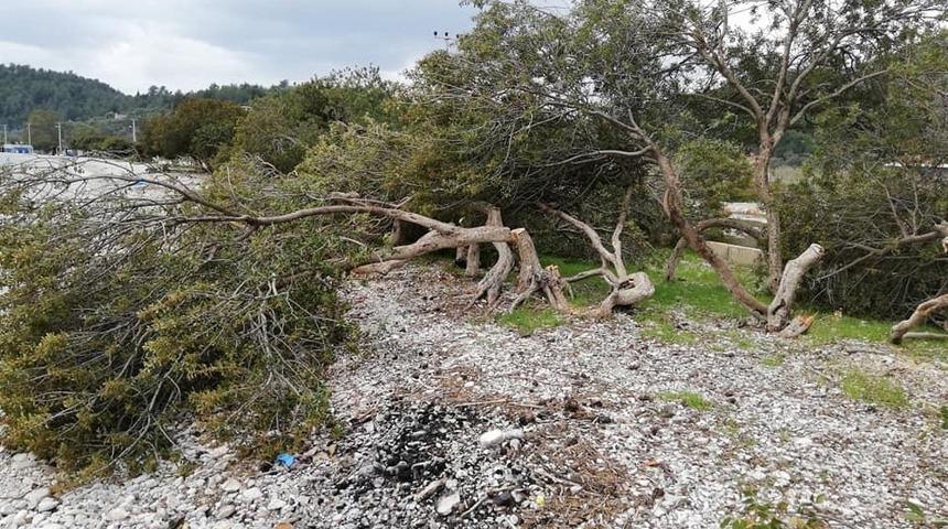 Akb&uuml;k sahilinde ağa&ccedil; katliamı