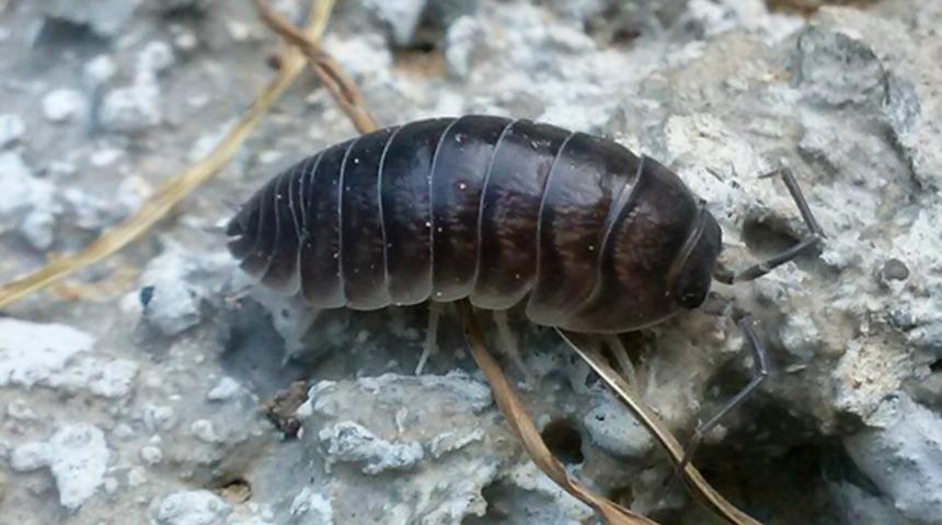 Tespih böceği yemek saman nezlesini önler mi?