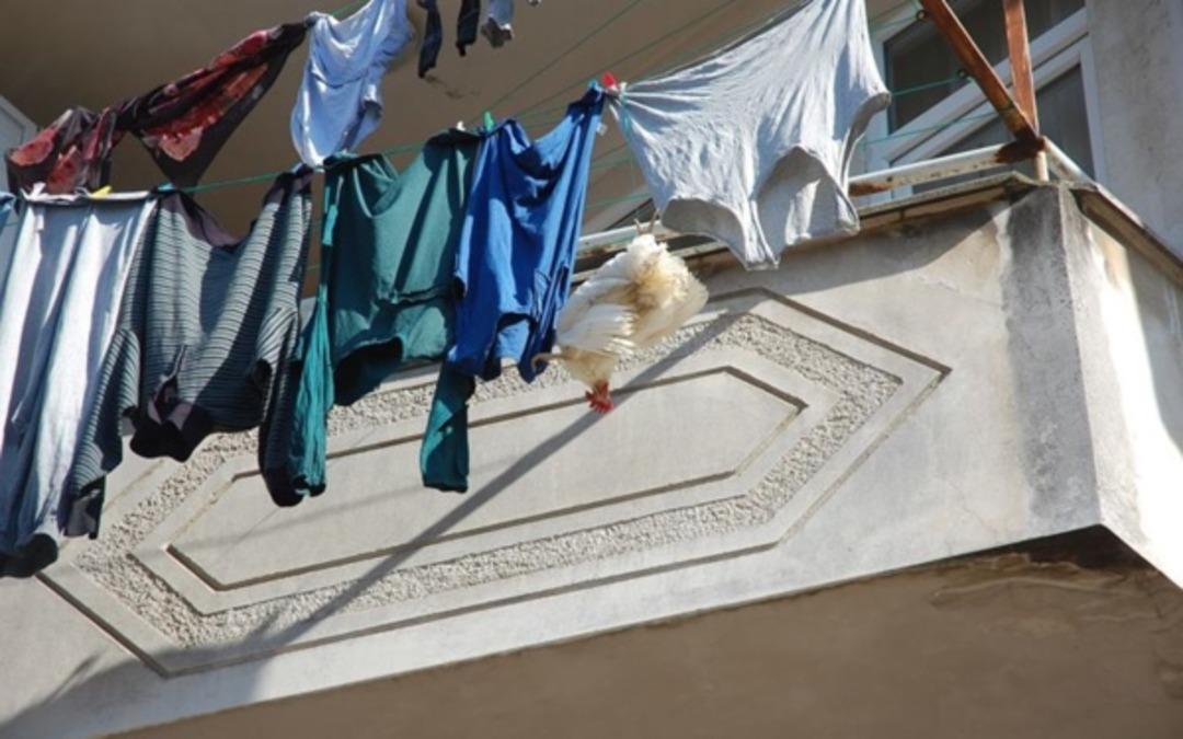 &Ccedil;amaşırların arasında asılı halde buldular! Rize'de tavuk kurtarma operasyonu