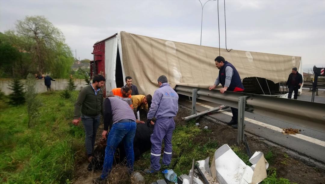 Kocaeli'de b&uuml;y&uuml;kbaş hayvan y&uuml;kl&uuml; tır devrildi 