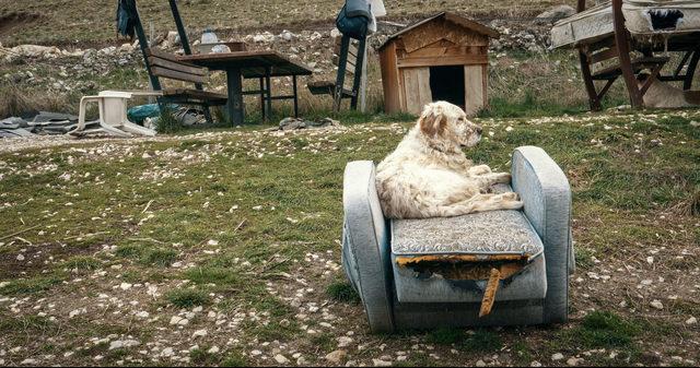 ‘Köpek Filmi’ festival yolculuğuna başlıyor