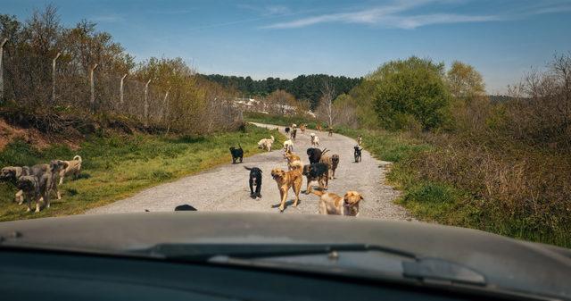 ‘Köpek Filmi’ festival yolculuğuna başlıyor