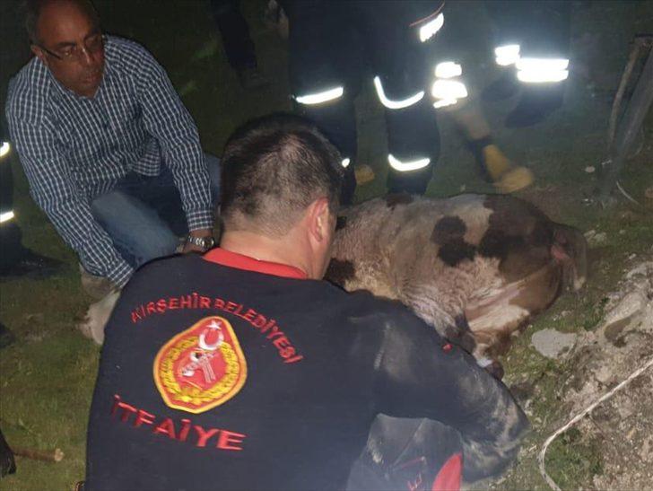 15 metrelik su kuyusuna düşen buzağı kurtarıldı G1