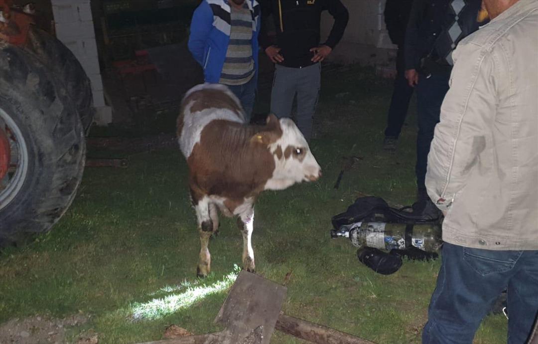 15 metrelik su kuyusuna d&uuml;şen buzağı kurtarıldı