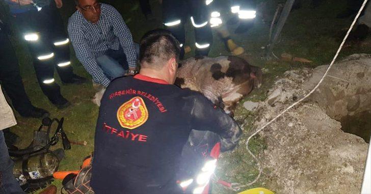 15 metrelik su kuyusuna düşen buzağı kurtarıldı G3