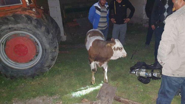 15 metrelik su kuyusuna düşen buzağı kurtarıldı G4