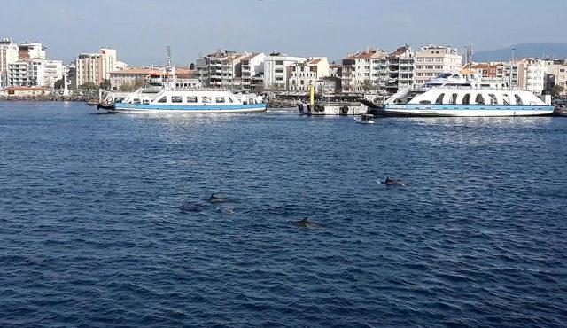 Çanakkale Boğazı’nda yunus sürüsü görüntülendi