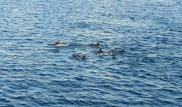 Çanakkale Boğazı’nda yunus sürüsü görüntülendi