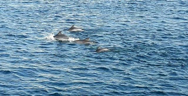 Çanakkale Boğazı’nda yunus sürüsü görüntülendi