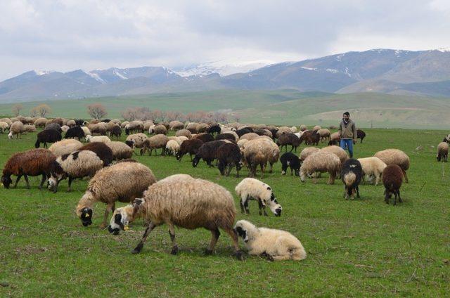 Besiciler, çetin kış sonrası meraya indi