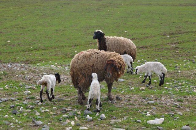 Besiciler, çetin kış sonrası meraya indi