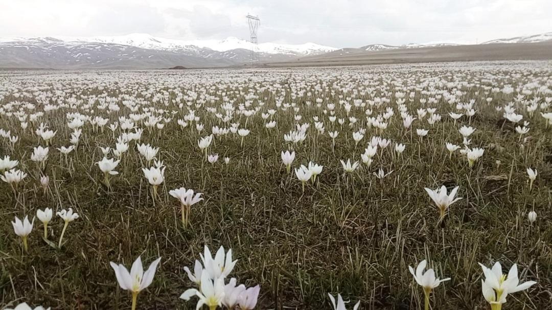 Baharın m&uuml;jdecisi kardelenler a&ccedil;tı