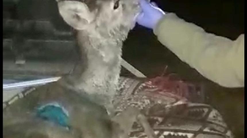 Yaralı halde bulunan hamile karaca, tedavisi sonrası doğaya salındı