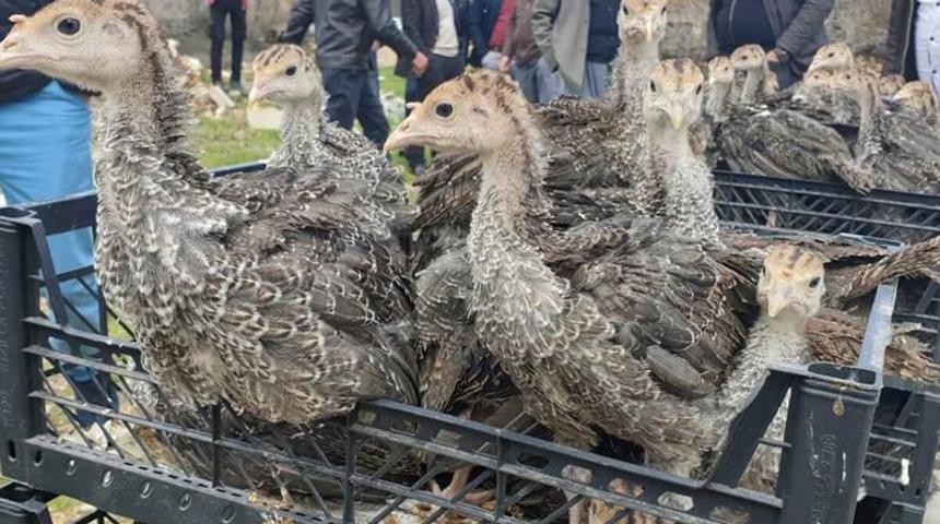 Mardin&rsquo;de &ccedil;ift&ccedil;ilere 12 bin 500 adet hindi palazı dağıtıldı