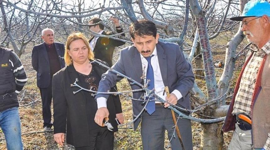 Mihalı&ccedil;&ccedil;ık&rsquo;ta 6 bin dekarda kiraz &uuml;retimi