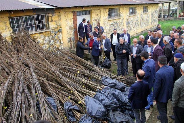 Bingöl’de 18 bin adet ceviz fidanı dağıtıldı