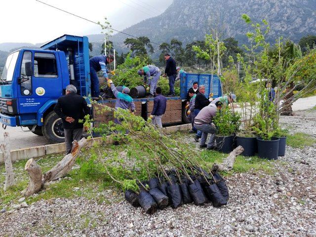 Akbük’e 100 adet Sığla ve Menengeç fidanı gönderildi