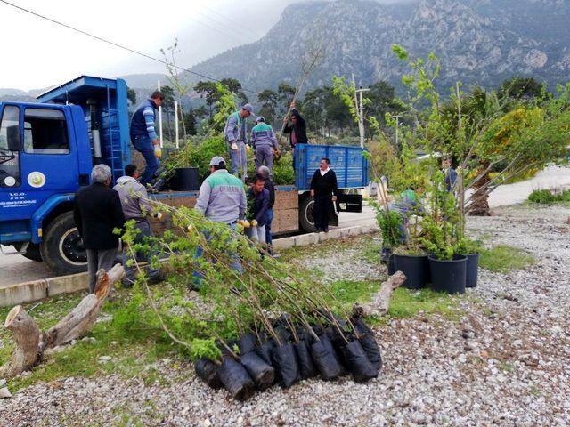 Akbük’e 100 adet Sığla ve Menengeç fidanı gönderildi