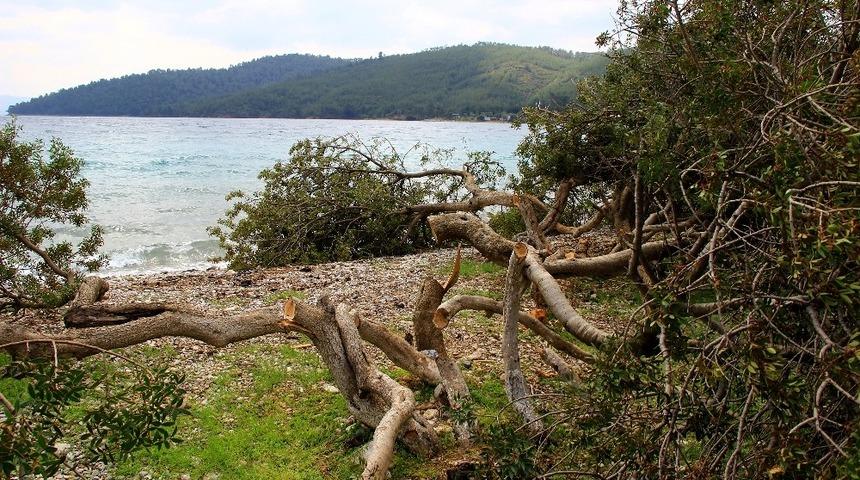 Akb&uuml;k&rsquo;teki ağa&ccedil; kesimi ş&uuml;phelileri adli makamlara sevk edilecek