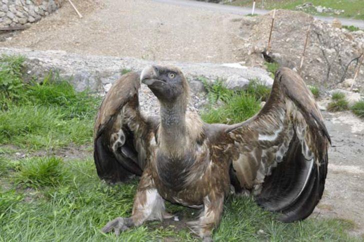 Nadir görülen bir tür! O ilimizde bulundu...  G1