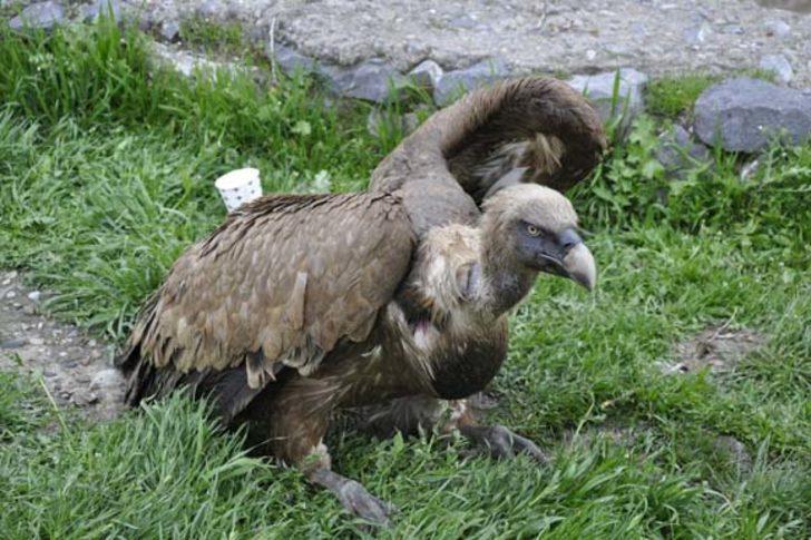 Nadir görülen bir tür! O ilimizde bulundu...  G2