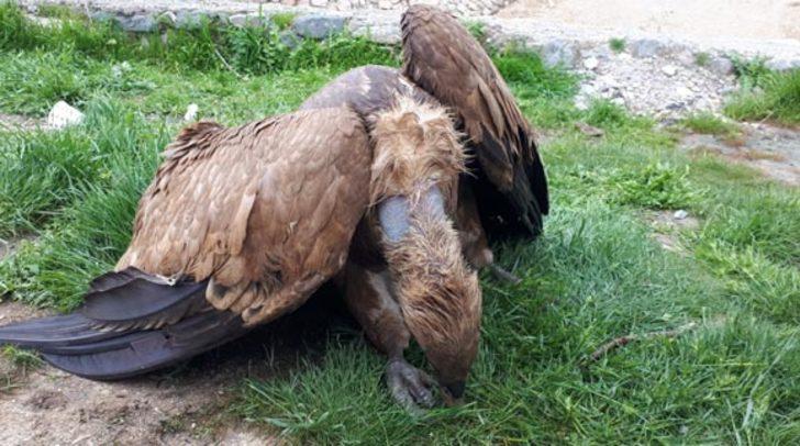 Nadir görülen bir tür! O ilimizde bulundu...  G3