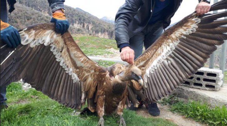 Nadir görülen bir tür! O ilimizde bulundu...  G4