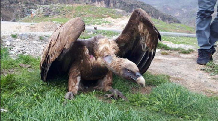 Nadir görülen bir tür! O ilimizde bulundu...  G5