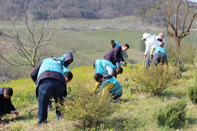 DAGEM’de Adaçayı Dikimi Yapıldı