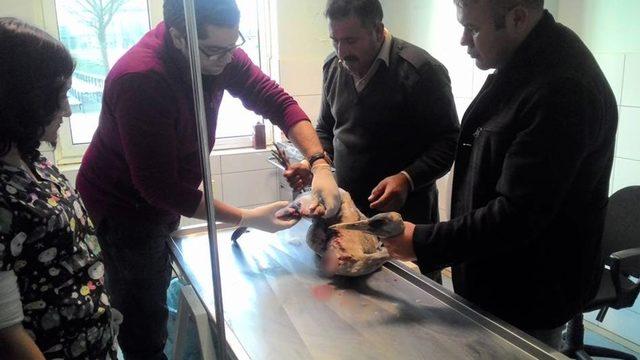Yaralı Turna tedavi edilip doğaya salındı 2