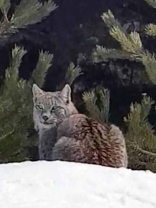 Sarıkamış’ta vaşak görüntülendi