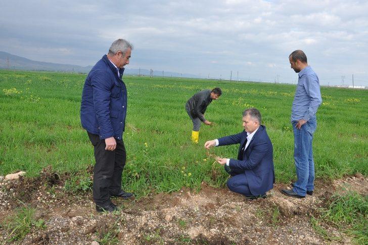 Kızıltepeli çiftçiler yoğun yağışlardan tedirgin G3