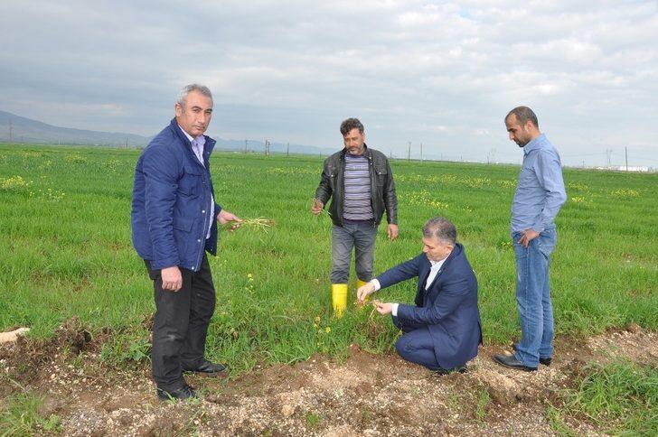 Kızıltepeli çiftçiler yoğun yağışlardan tedirgin G4