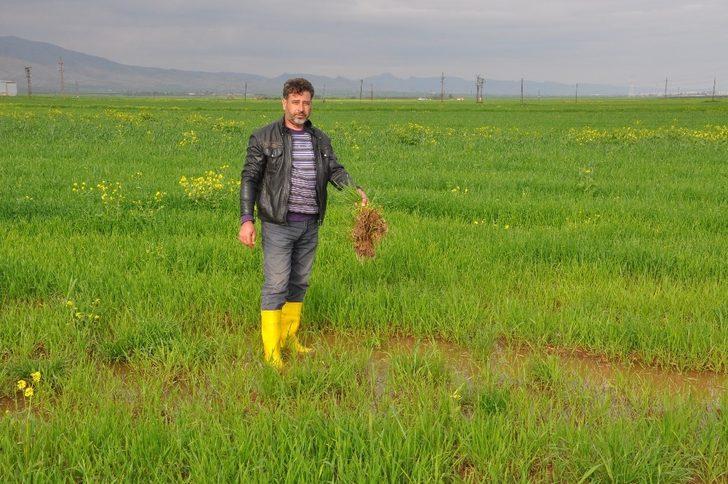 Kızıltepeli çiftçiler yoğun yağışlardan tedirgin G5