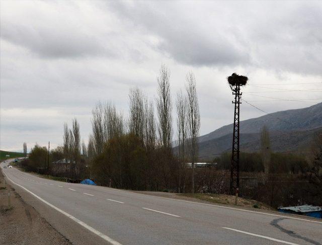 Leylekler elektrik direğini mesken tuttu