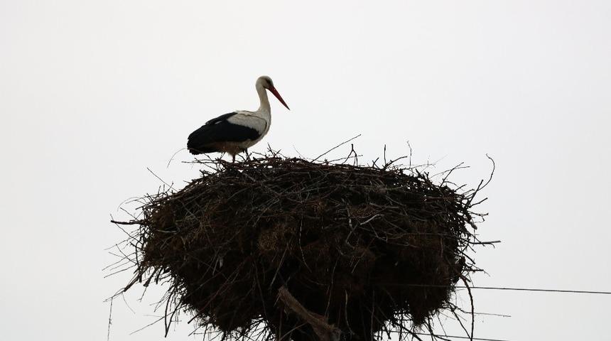Leylekler elektrik direğini mesken tuttu