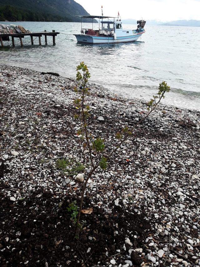 Akbük’te fidanlar toprakla buluştu